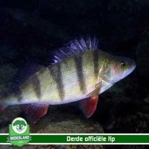 Uitleg tips Prins Djarek